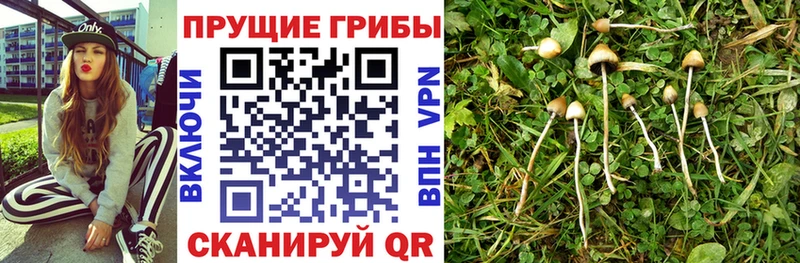 Галлюциногенные грибы ЛСД  Власиха 